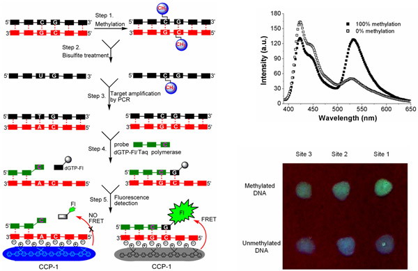 DNA�׻����z�yԭ���Լ��ɹ�z�y�D
