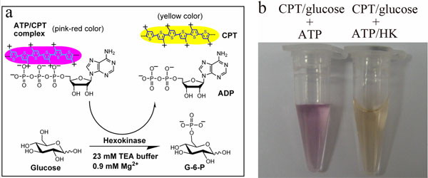���������ữ�z�yԭ��D